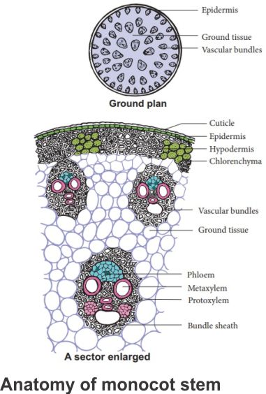 Anatomy Of Plant Parts : Online Exam Preparation with AI EaseToLearn ...