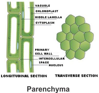 Plant Tissue : Online Exam Preparation with AI EaseToLearn | Study Material